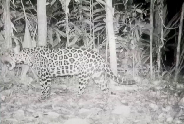 Protecting-Jaguars-1 Protecting Jaguars